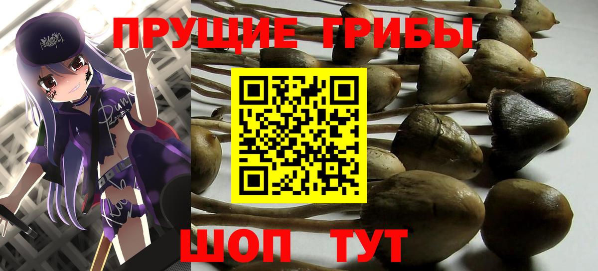 Галлюциногенные грибы Psilocybe  Вход с VPN  Мариинск  хочу наркоту  Псилоцибиновые грибы Magic Shrooms 